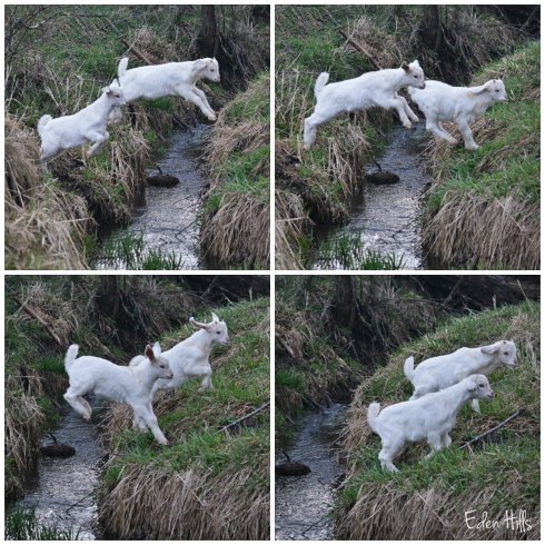 goat kid Jumping collage