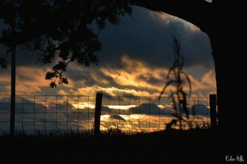 Sunset Fence_9977w
