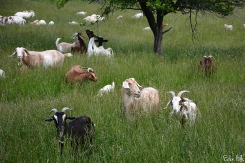 Goat Pasture_0977ew
