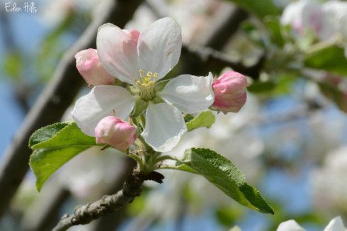 SOOC apple blossom