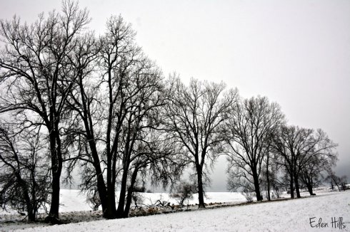 snowy-pasture_8222ews