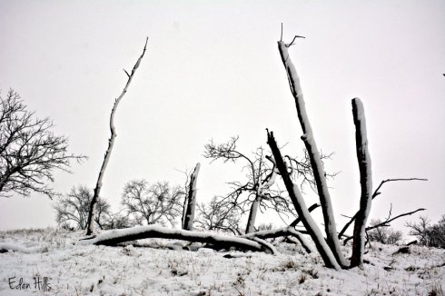 snowy-pasture_8236ews