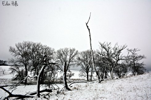 snowy-pasture_8240ews